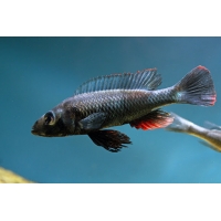 Haplochromis Thereuterion 4-5cm